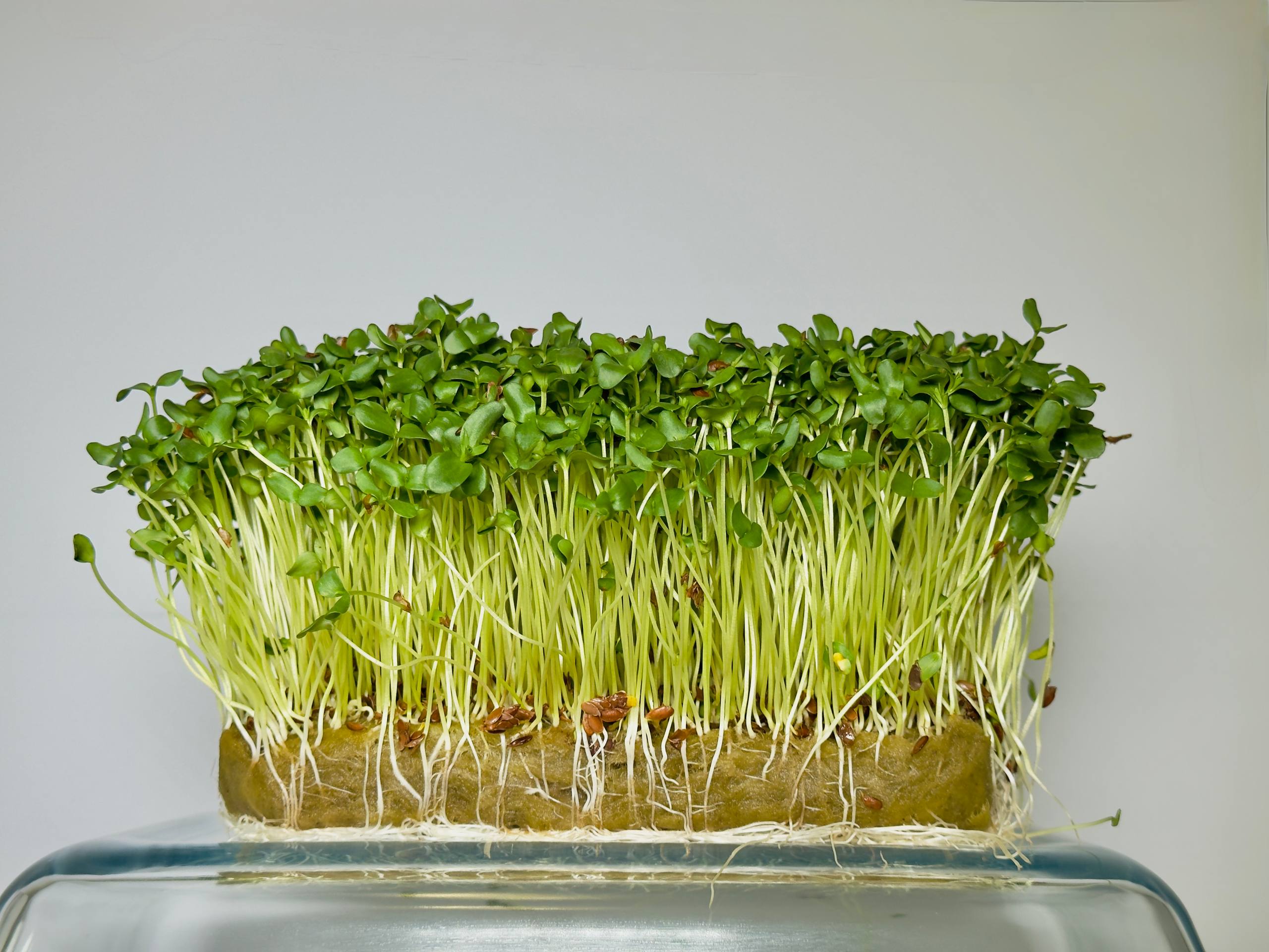 Microgreens Lino - immagine 2