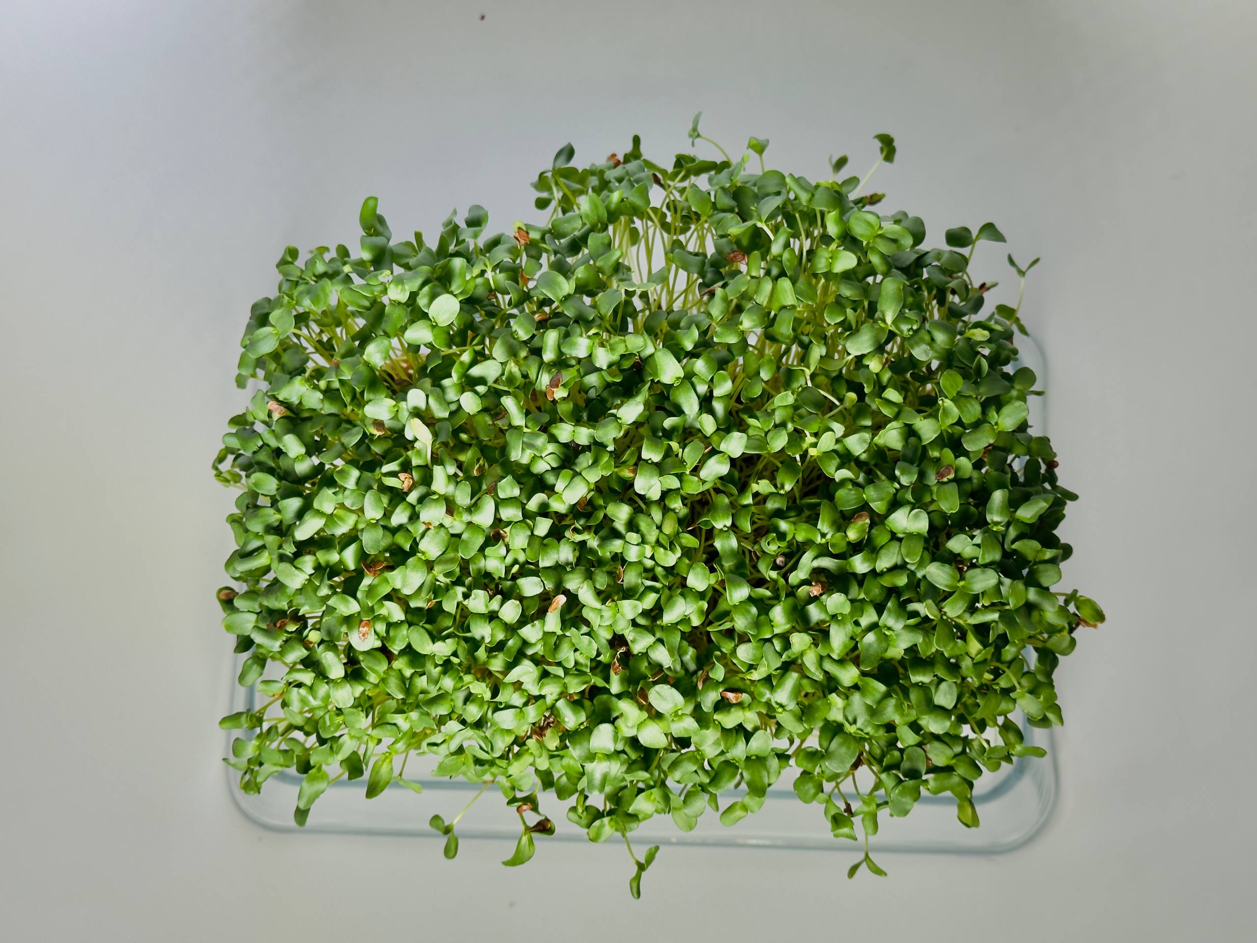 Microgreens Lino - immagine 3