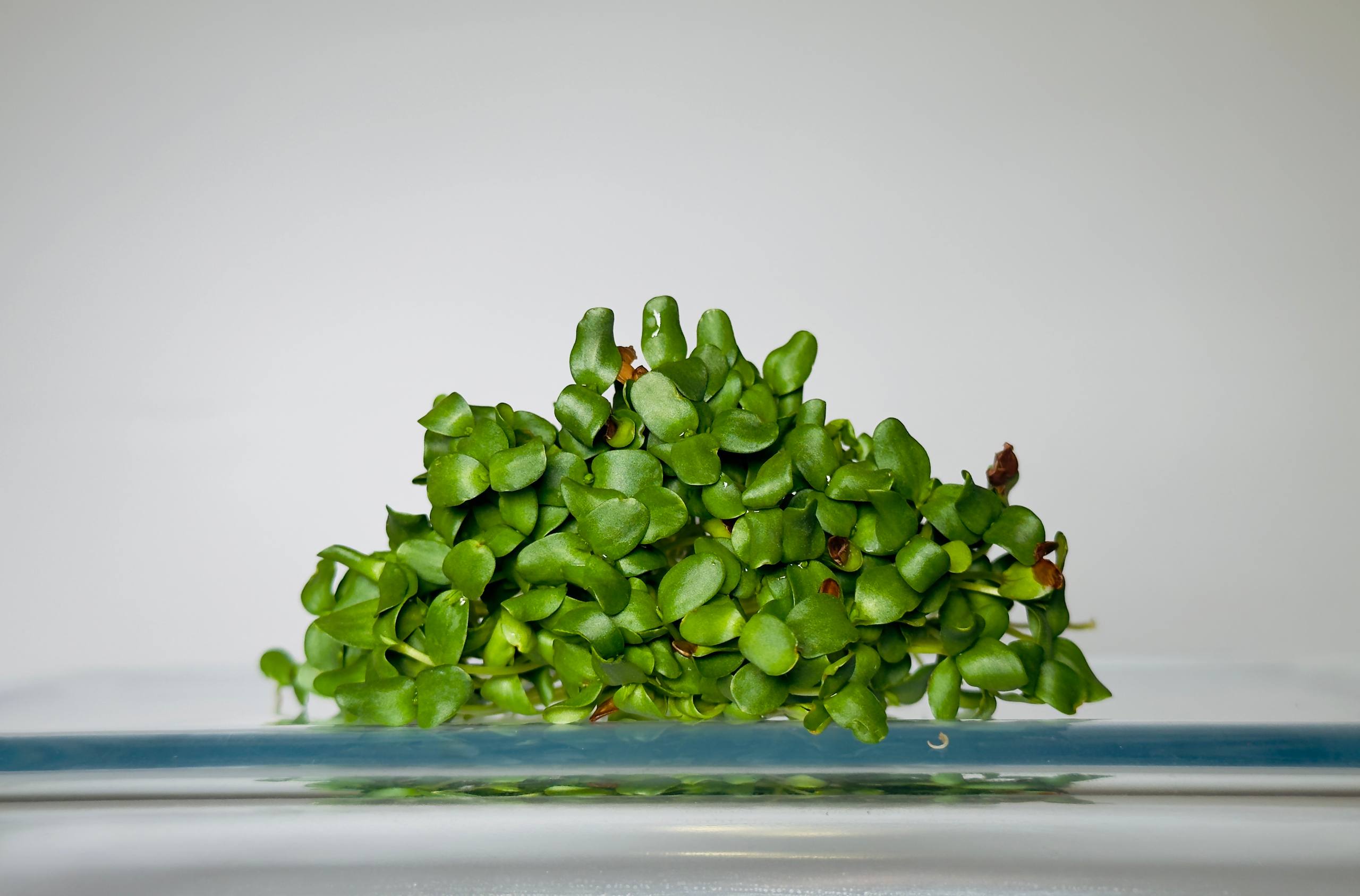 Microgreens Lino