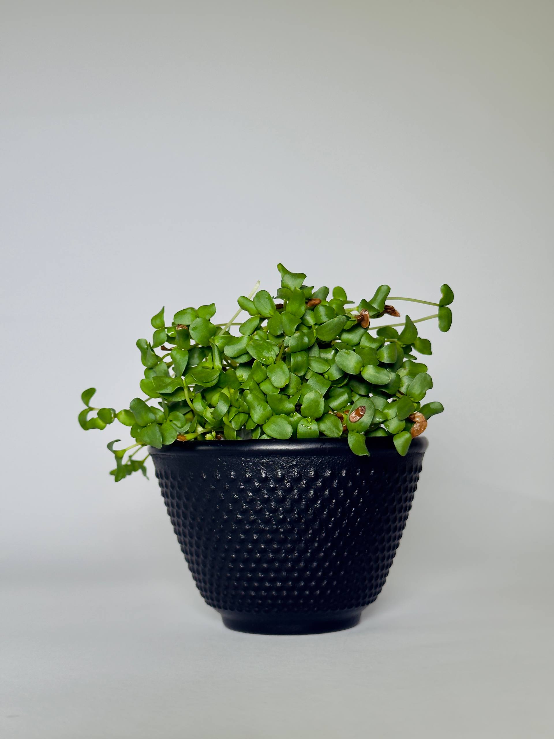 Microgreens Lino - immagine 4