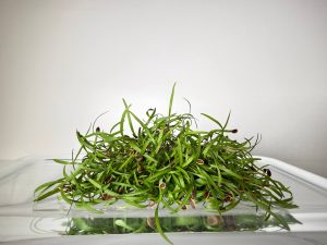 Microgreens Aneto