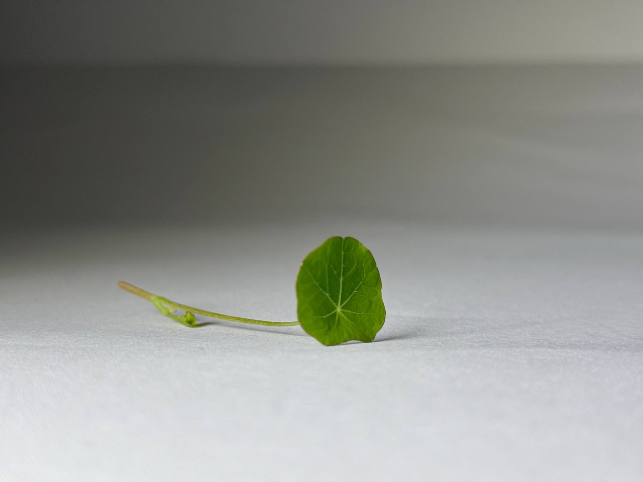 Microgreens Nasturzio - immagine 5