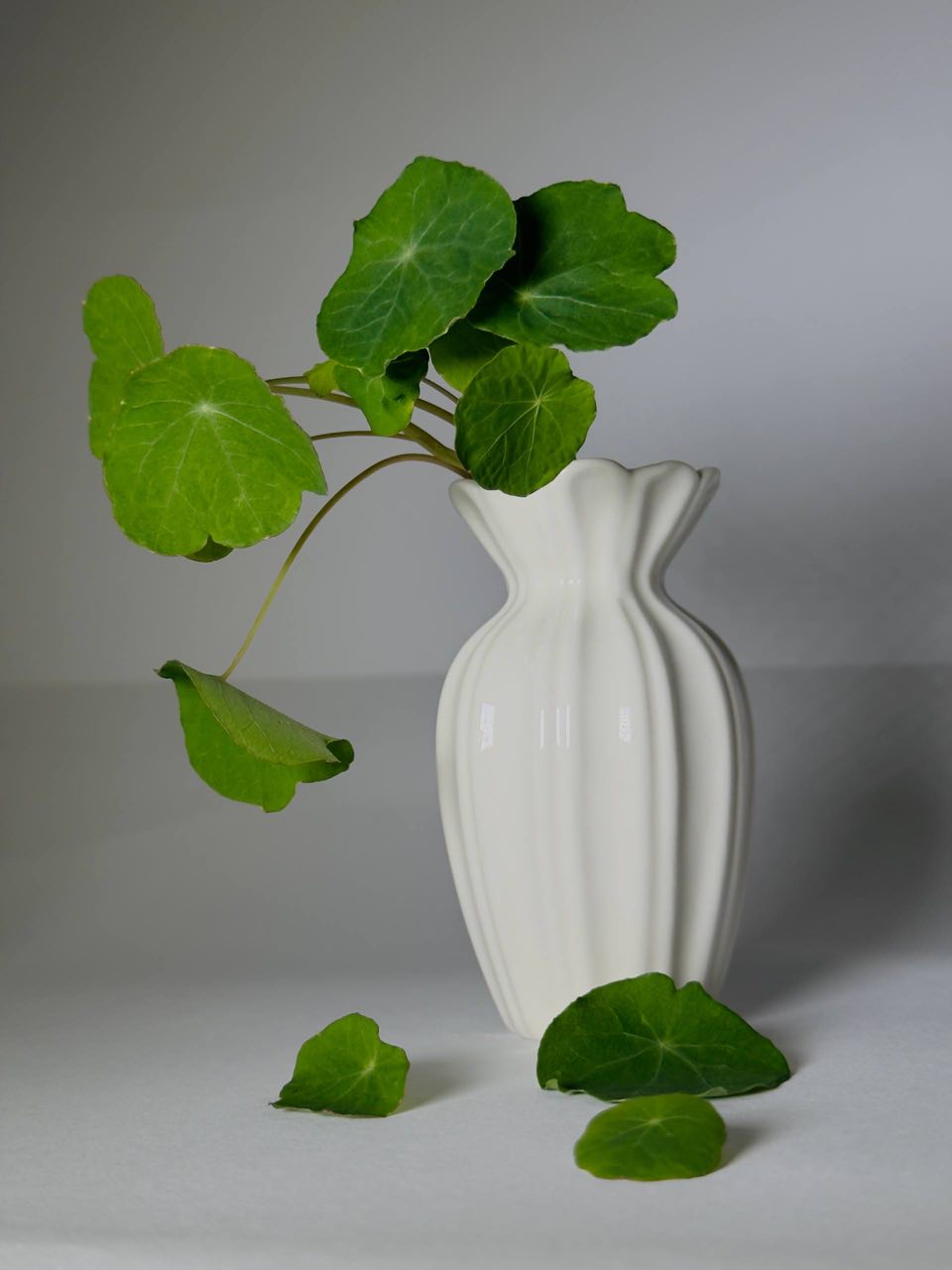 Microgreens Nasturzio - immagine 4