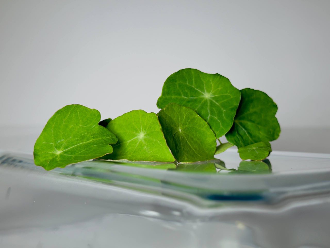 Microgreens Nasturzio