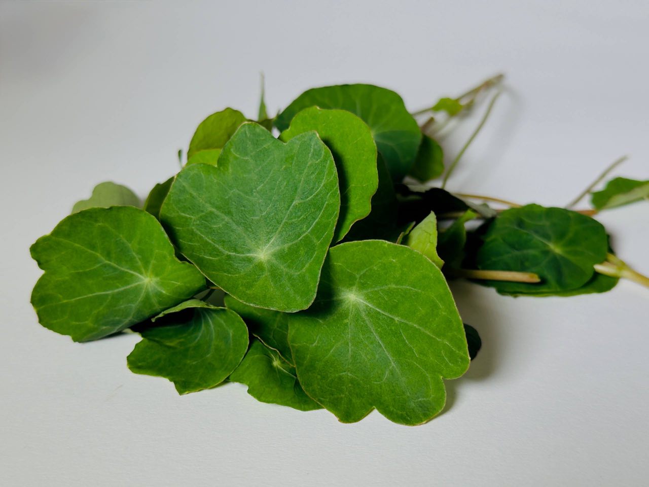 Microgreens Nasturzio - immagine 3