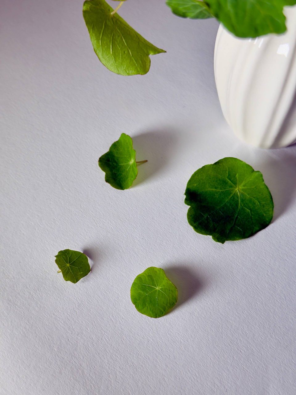 Microgreens Nasturzio - immagine 2